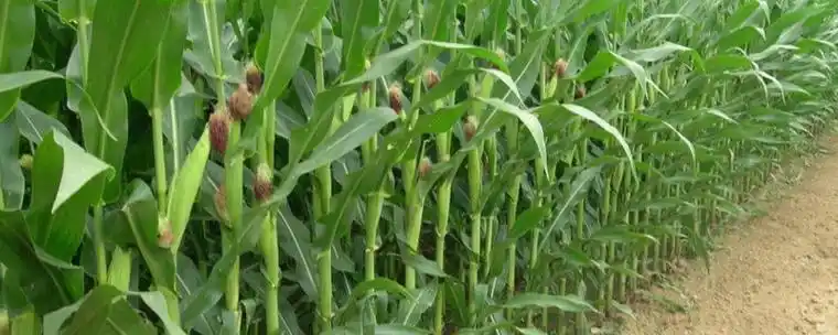 玉米树一棵树长几个-植物大百科