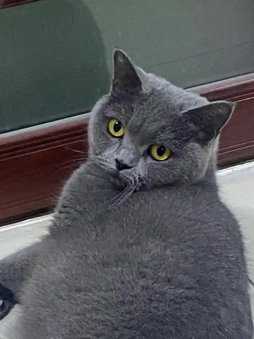 你们家猫猫发腮了吗