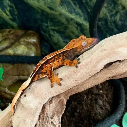 第一只睫角守宫到啦