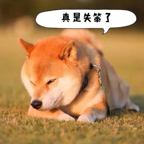 maru真的很适合做冬季表情包啊~~~~加字by 黄油相机app