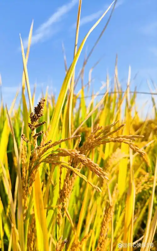 江南鱼米之乡,稻谷丰收啦!