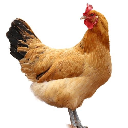 6斤净重现杀草鸡 2只黑爪老母鸡5