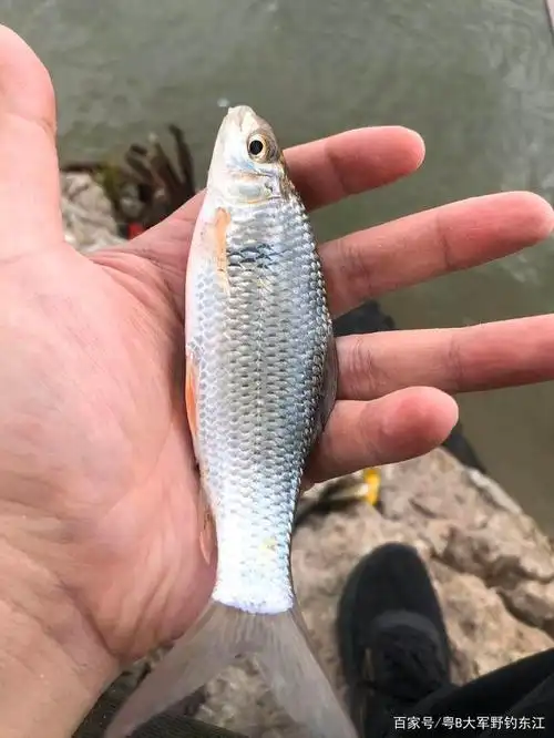 鲮鱼又分为土鲮,麦鲮和泰鲮.
