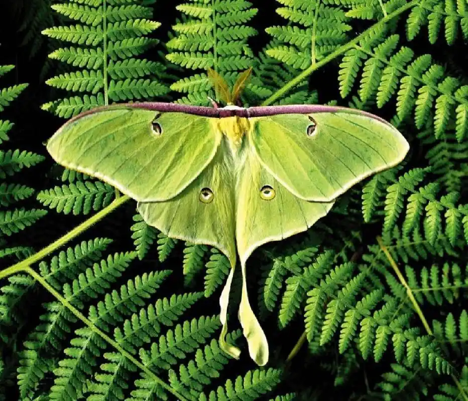 月形天蚕蛾的分布地带从加拿大一直到墨西哥,它们主要生活在长有桦树