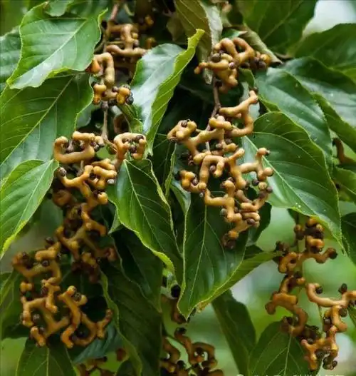 儿时吃过的10种山珍野果!现在有钱也买不到!