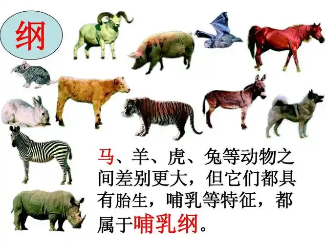 纲 马,羊,虎,兔等动物之 间差别更大,但它们都具 有胎生,哺乳等特征