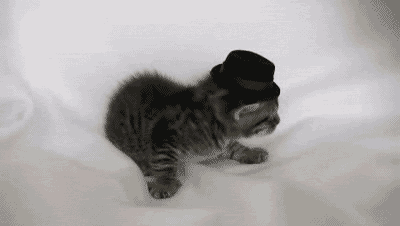 巴掌猫咪惊吓摔倒gif动图_动态图_表情包下载_soogif