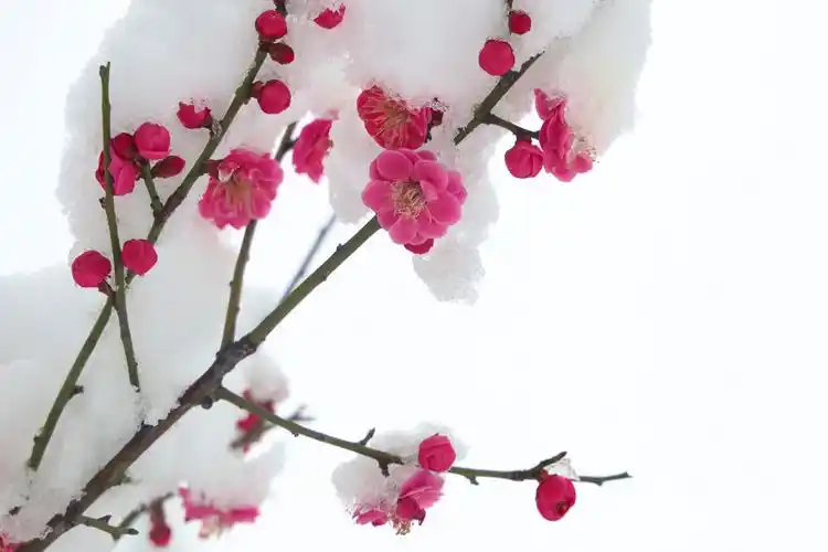 牛年正月降大雪 仨梅映雪竞争艳