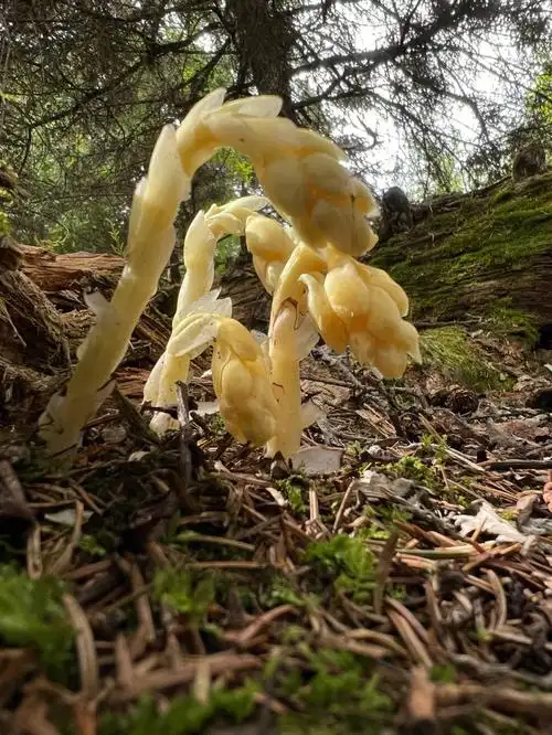 水晶兰,又叫梦花兰,幽冥之花,死亡之花,在传说中它也是冥界的花,是