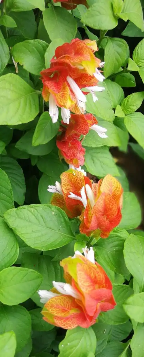 请欣赏虾衣花,又称虾夷花,虾衣草,属爵床科.