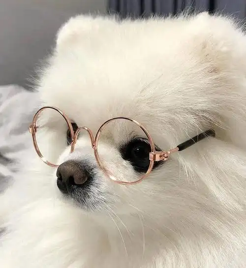 求这种狗狗头像类似的或者另一半