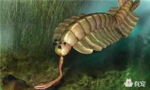 物种灭绝,难道是因为怪异的长相?