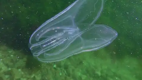 海核桃疣梳果冻mnemopsisleidyi