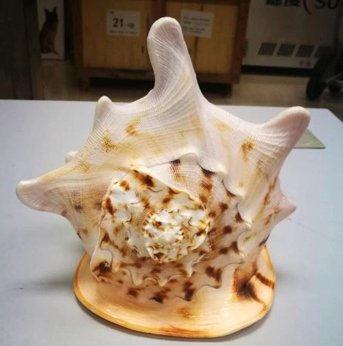 今天为您科普的是唐冠螺