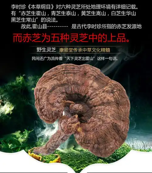 霍山野生灵芝 林芝整枝买 代切灵芝片灵芝粉 泡酒 大赤灵芝茶 霍山