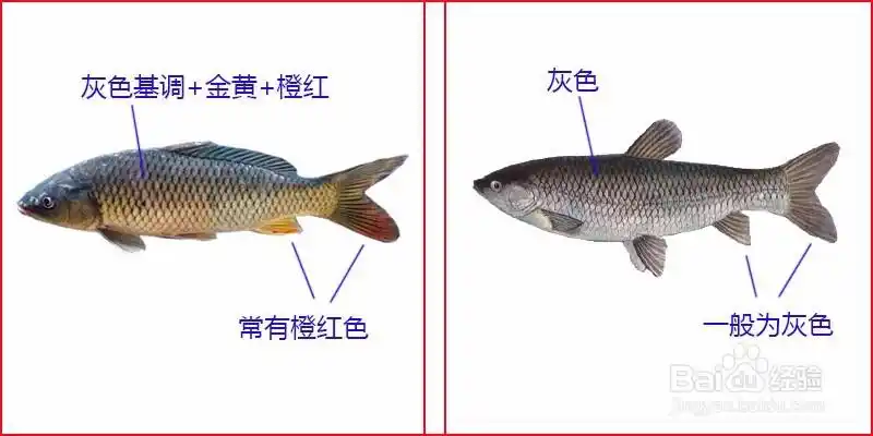 鲤鱼和草鱼的区别