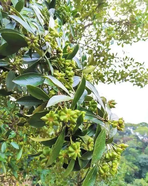 梧州藤县八角大丰收,这个镇的村民又有一笔大收入