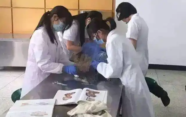 不神秘!解剖课的那些事儿