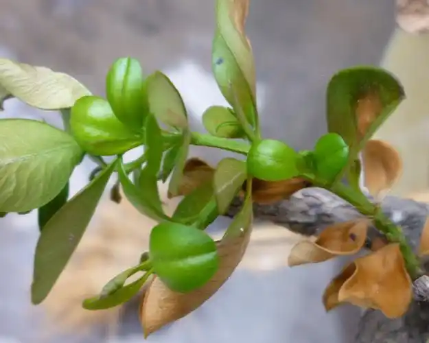 去年栽的黄杨树,新发的叶子跟火烤一样,怎么回事啊?急救啊!