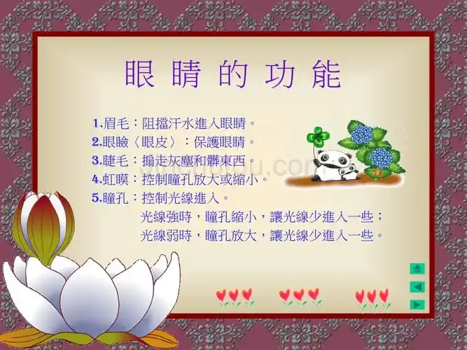 认识眼睛眼睛的构造和功能