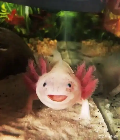 新手怎么养六角龙,这五个要点快收藏