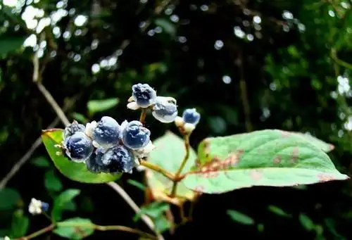 农村一野果叫"黑炭子",农村娃当零食吃,殊不知对肝炎有好处_果实
