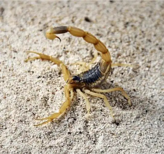 世界上最毒的蝎子:巴勒斯坦蝎子,一旦被它刺中,毒液会让你感到极度
