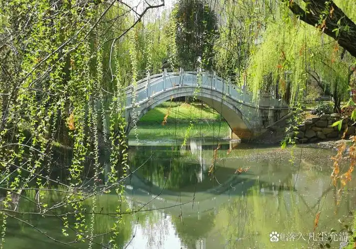 湖边,几棵柳树轻轻摇曳,它们的枝条垂挂下来,与水面