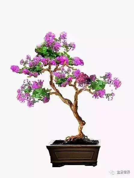 一组紫荆花盆景作品欣赏花开富贵紫气来