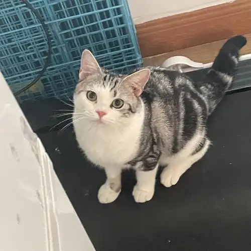 美短加白 公猫 八个月大