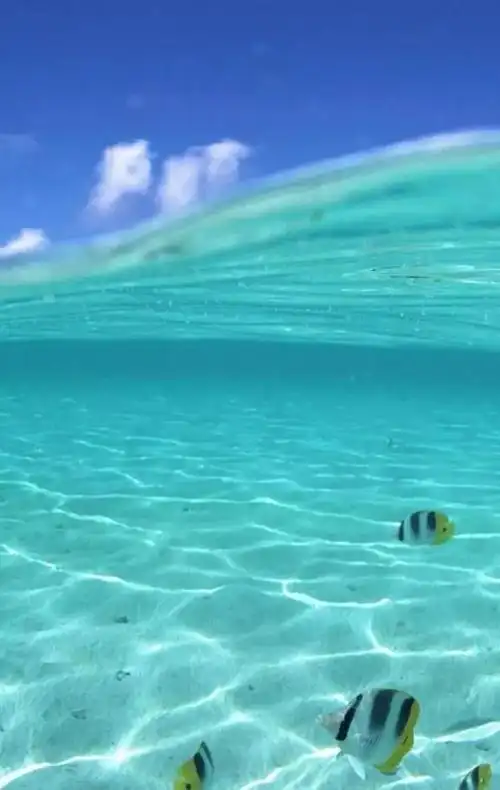 高清壁纸奇妙的海底世界