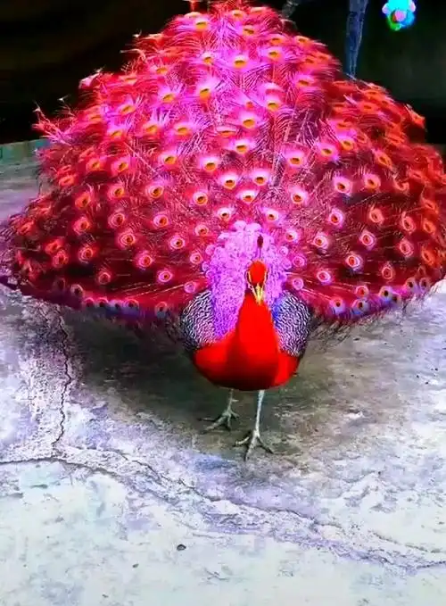 粉色的孔雀见过没,大吉大利,吉祥如意!