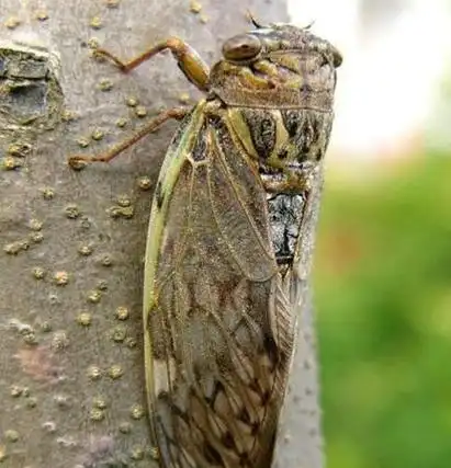 一到夏天来临,它就会站在树上"知了-知了-知了"地叫个没完,声音传出