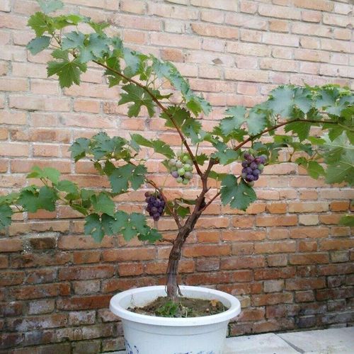 巨峰无子葡萄果树蓝宝石当年结果盆栽庭院爬藤果树