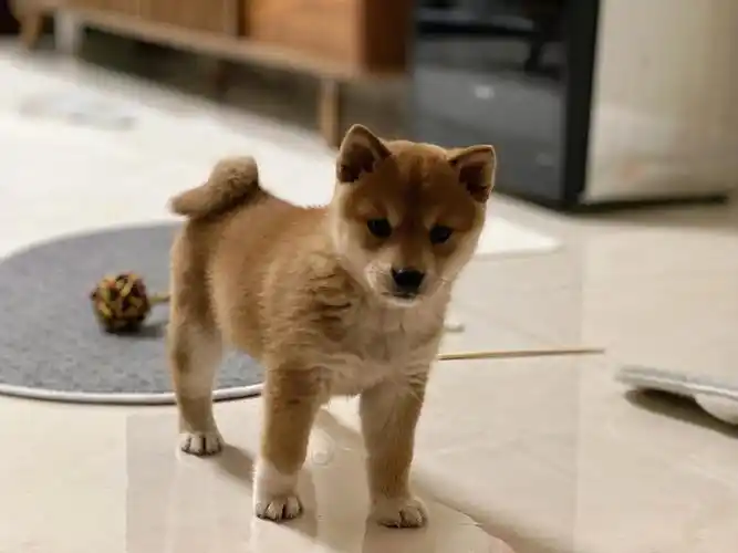 买一只柴犬多钱