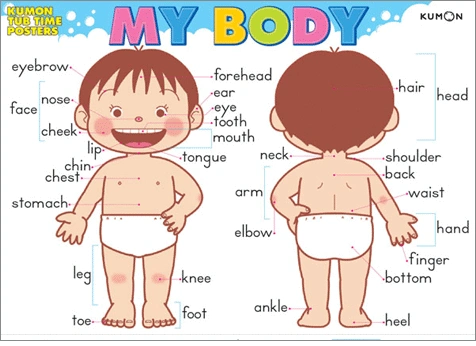 英语分类词集:身体部位the human body