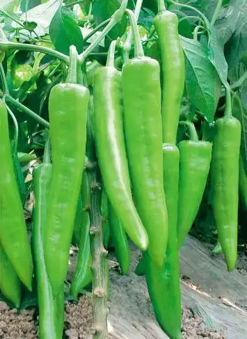 2013年辣椒价格行情(产地)_中国辣椒网_蔬菜商情网