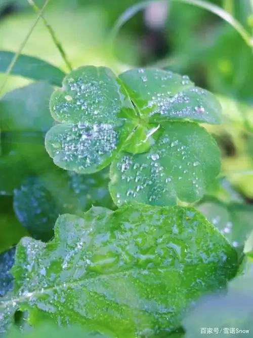 绿叶衬托出的生命力