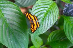 凤园蝴蝶保育区