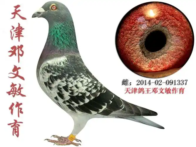 天津邓文敏原舍 保证金级 拍卖