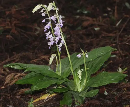 反瓣虾脊兰calanthereflexakuntzemaxim