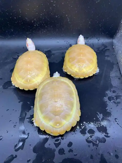 变异白化巴西龟有那么漂亮的