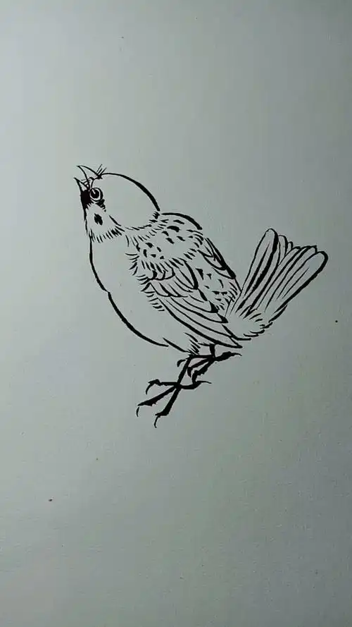 一只麻雀白描画法过程,超简单好学!