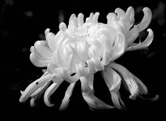 洁白的菊花,献给我牺牲的战友.安息吧战友,现在的祖国繁荣昌盛.