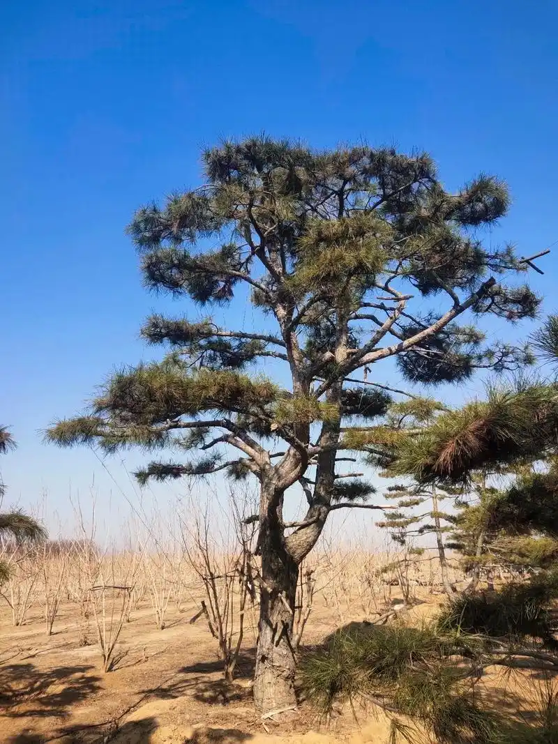 几百三 1年前·山东 0 分享 回复 造型松园长 .