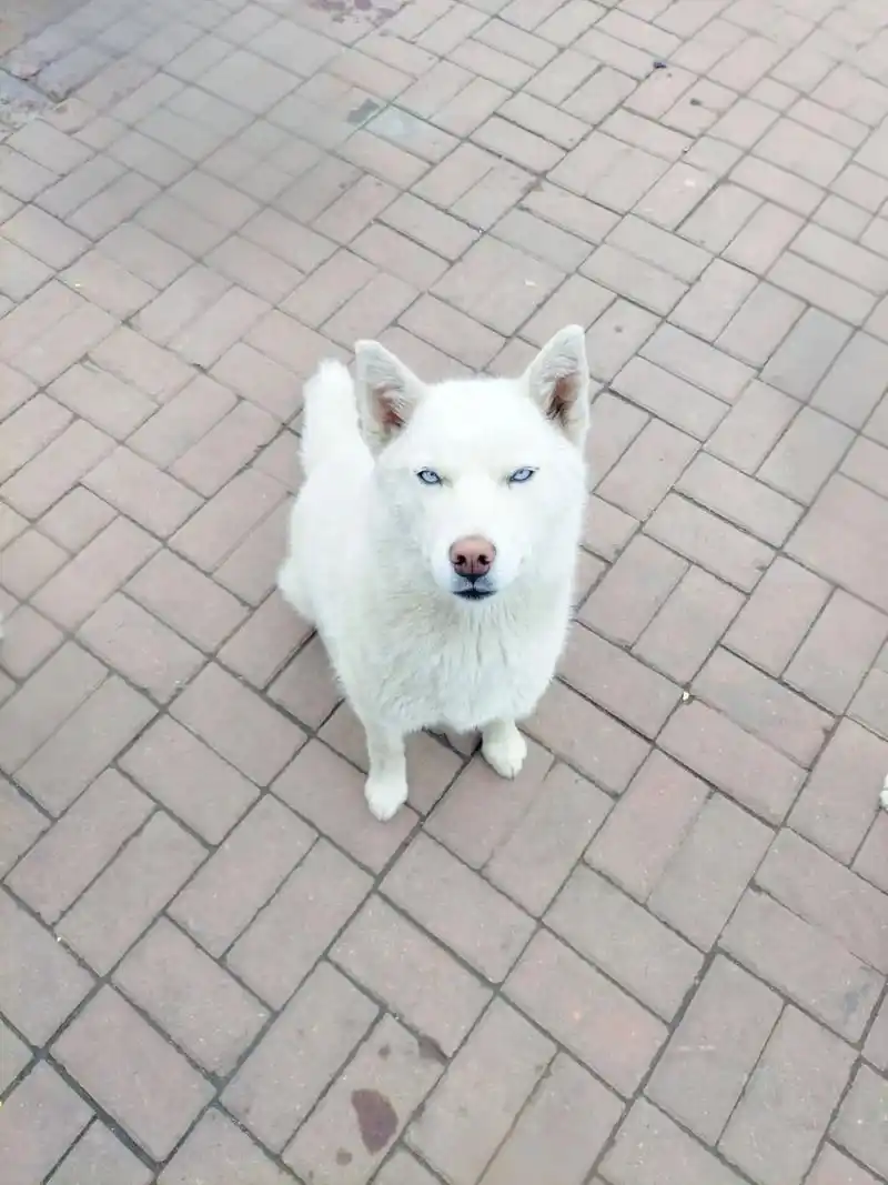 雪白哈士奇跟灰白哈士奇蓝眼睛,简直是太漂亮了.#哈士奇 #雪