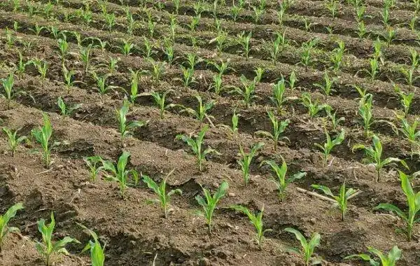 玉米播种的最适宜深度为多少?