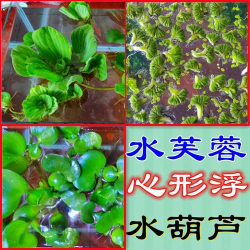 水芙蓉水浮莲水浮萍水葫芦水生水草植物水培净化水质龟缸水族造景