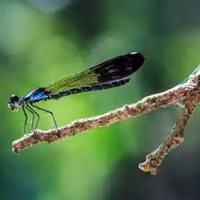 赞的蜻蜓胸针教程荷塘里的蜻蜓多么美好的回忆唯美蜻蜓头像图片