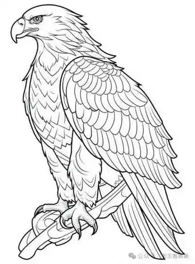 难得一见!25张老鹰手绘稿资料,收藏备用
